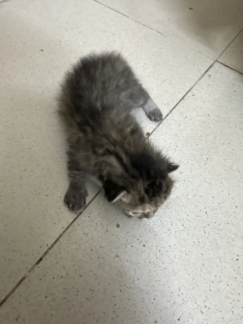 Beautiful cats — photo 2