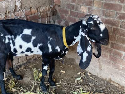 bakri for sale