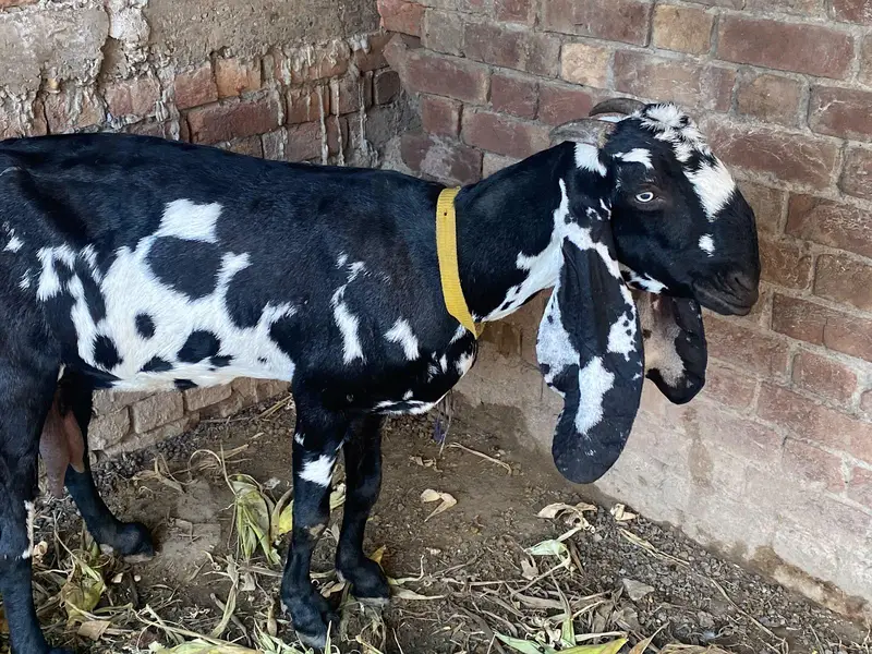 bakri for sale