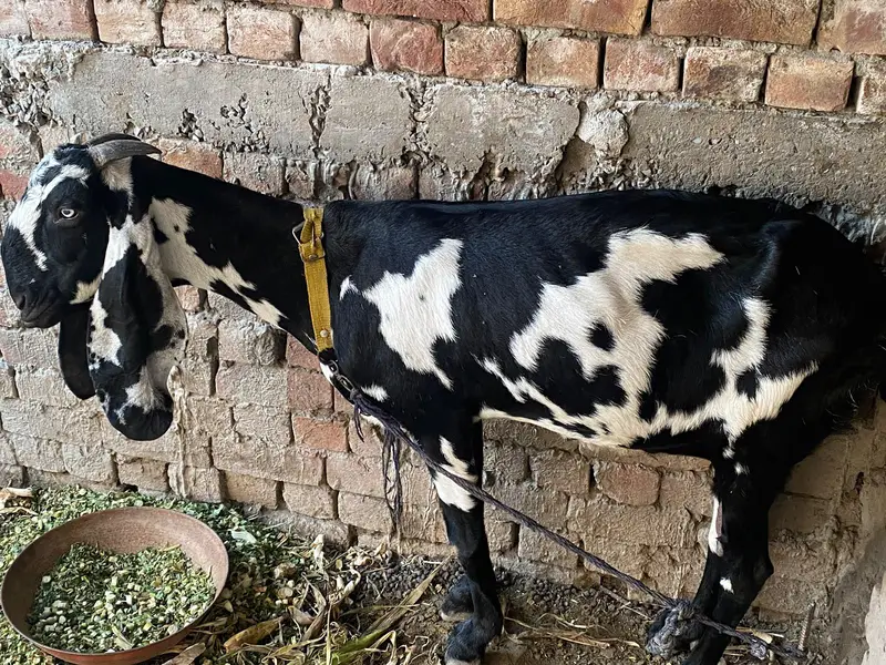 bakri for sale — photo 2