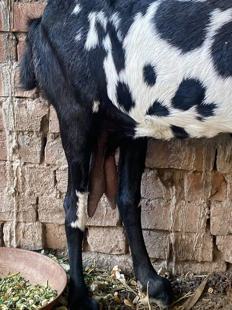 bakri for sale — photo 3