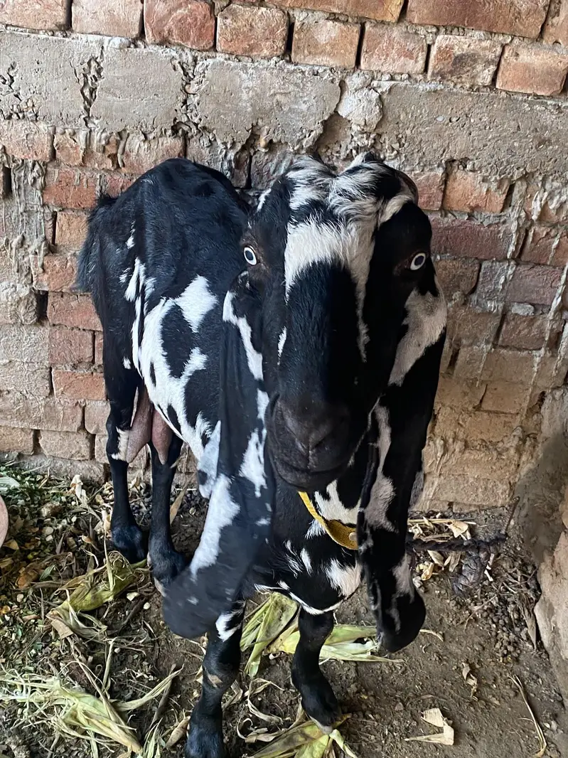 bakri for sale — photo 5