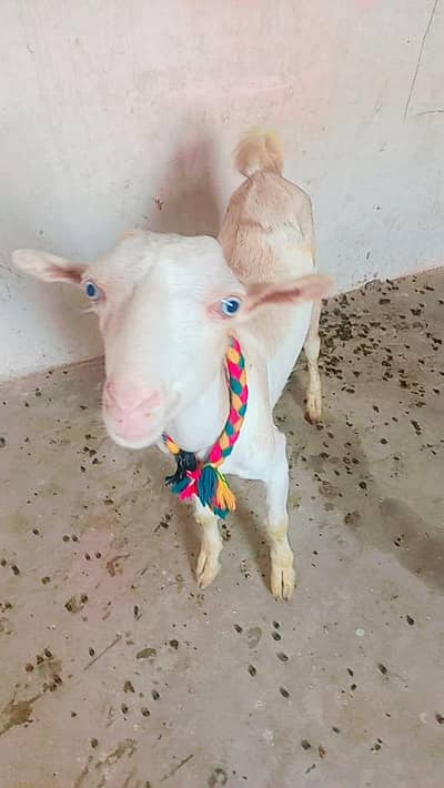 Abluk white eyes Bakra age 7 month