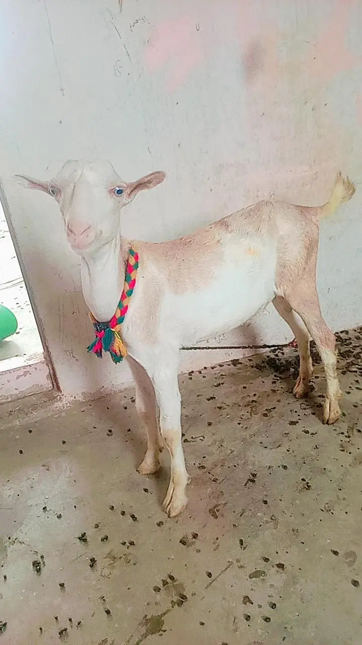 Abluk white eyes Bakra age 7 month — photo 2