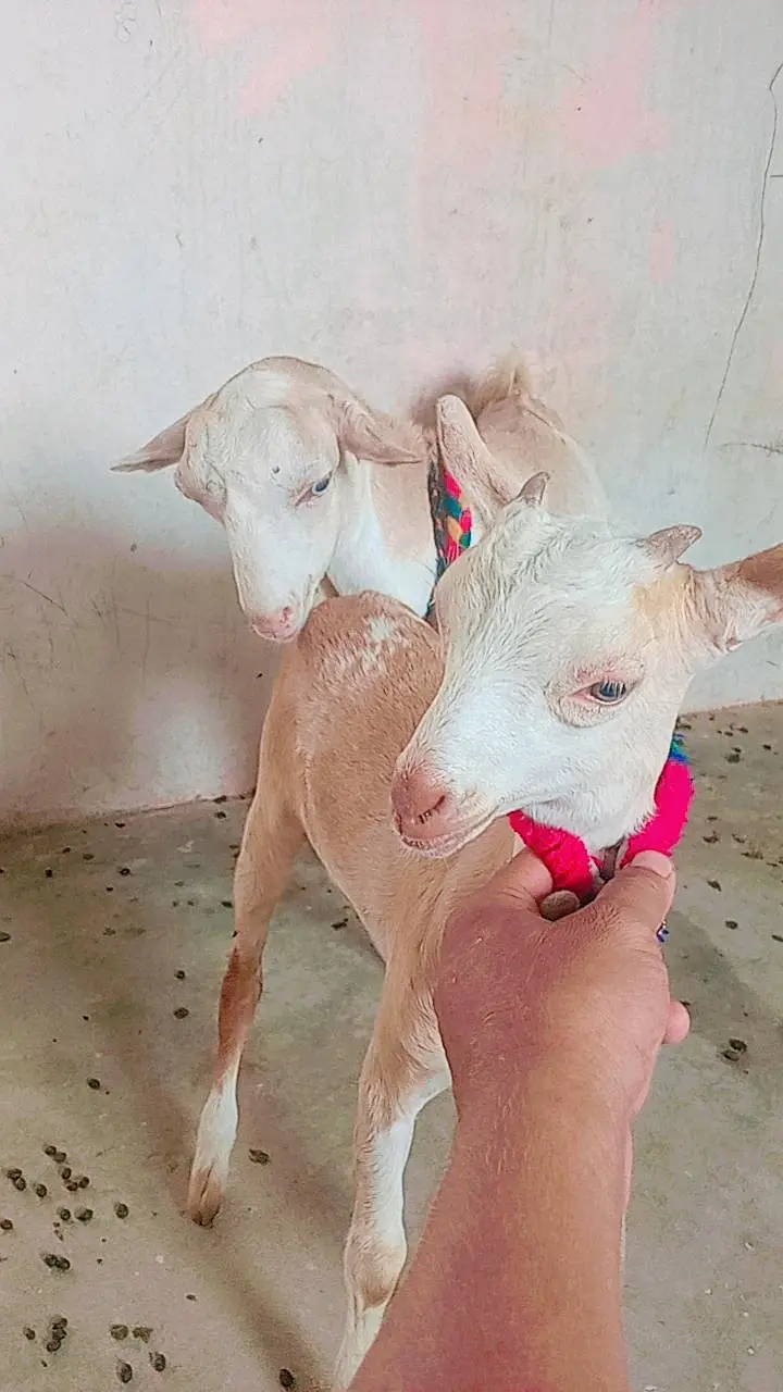Abluk white eyes Bakra age 7 month — photo 3