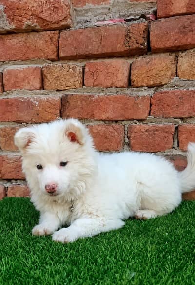 Russian dog for sale