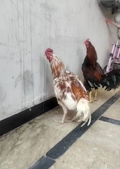Healthy Aseel Roosters (Males) for Sale in  Rawalpindi