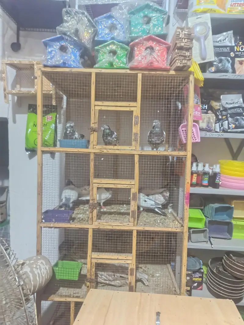 birds cage + cats food +fancy birds — photo 4
