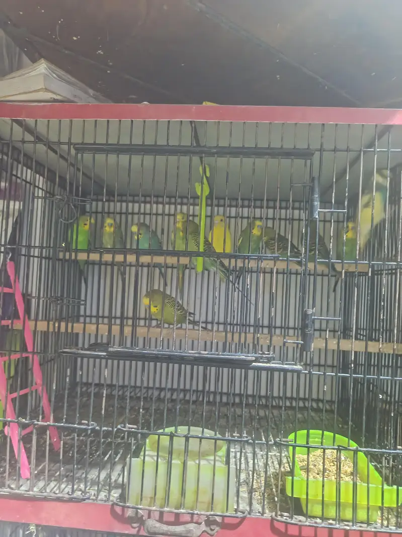 birds cage + cats food +fancy birds — photo 9