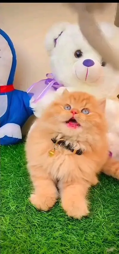 Persian cat 3 coated 5 phase vaccinated full active 0346==00==62==79 w — photo 6