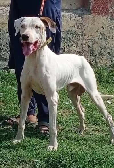 pure lappa gultair male dubble body healthy and active