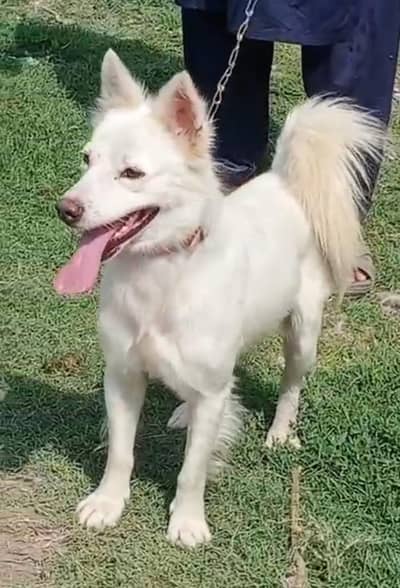 pure Russian male zero size  blue eyes healthy and active