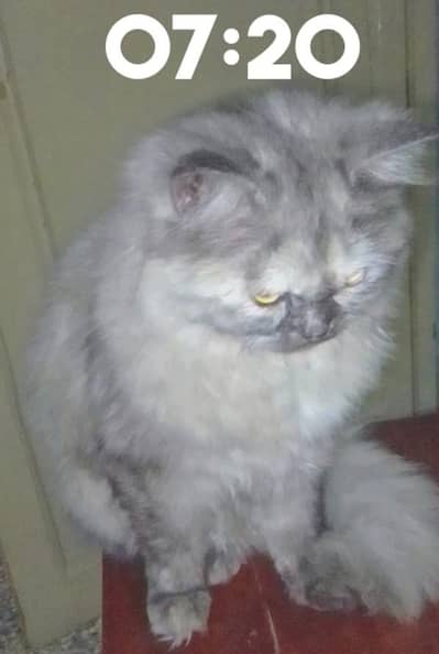 Persian cat