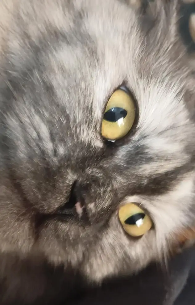 Persian cat — photo 3