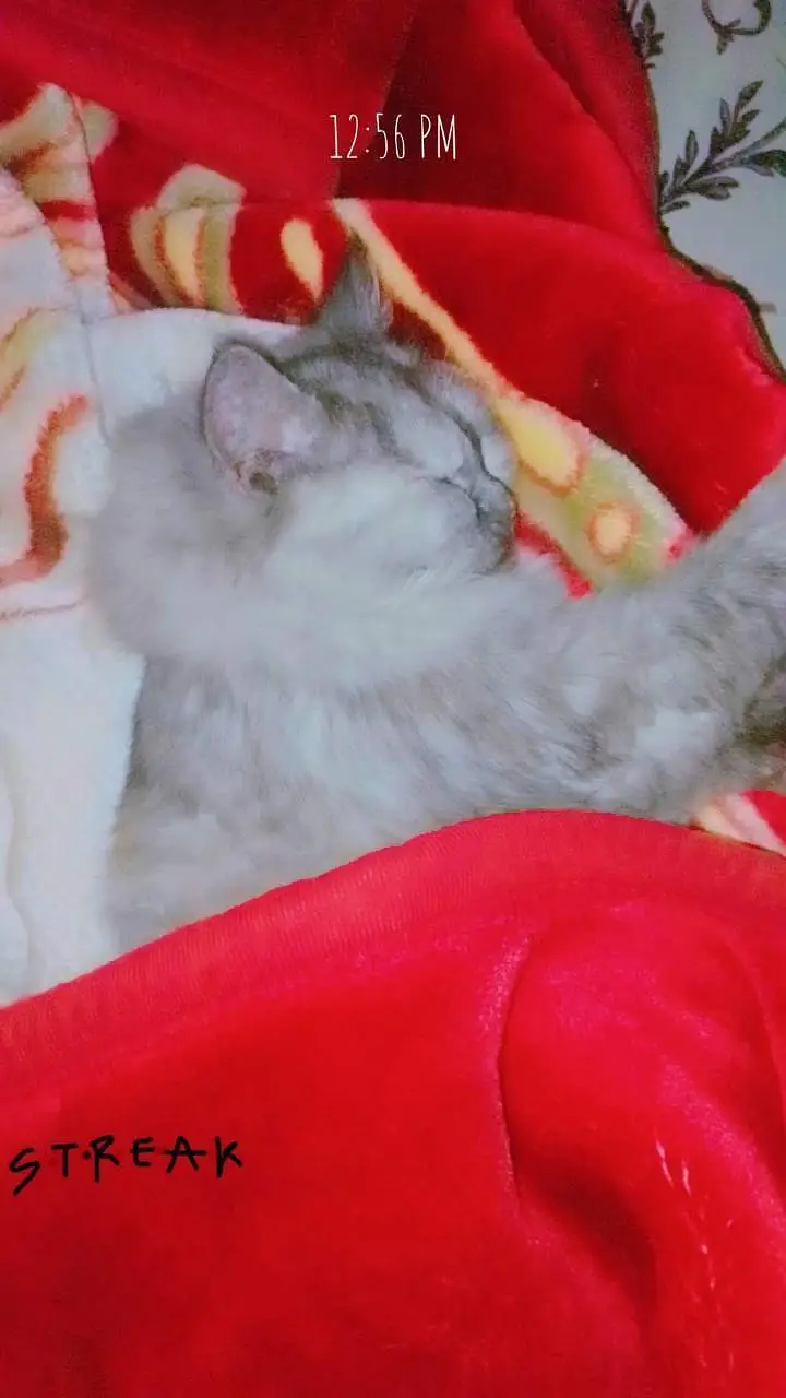 Persian cat — photo 4