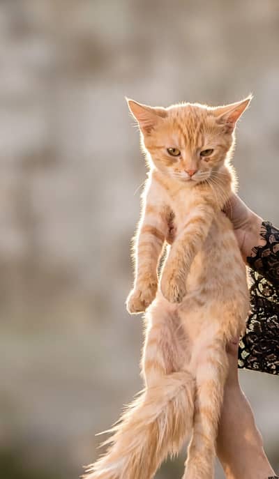 Healthy semi Persian kitten for sale 2.5 months old litter train