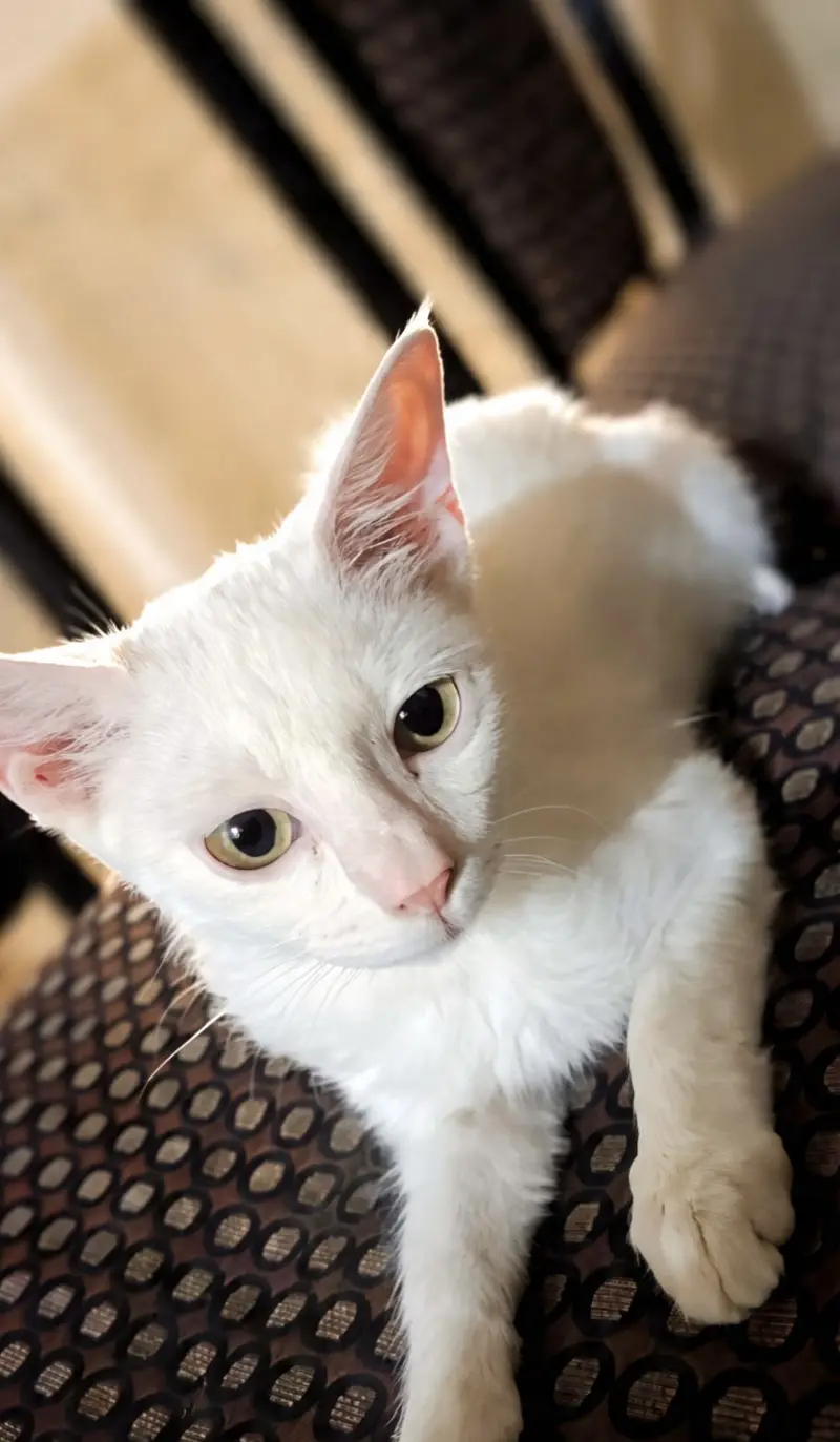 Healthy semi Persian kitten for sale 2.5 months old litter train — photo 2
