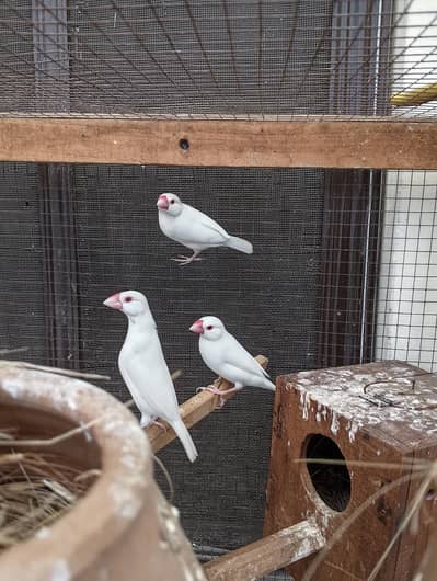 Finches Jawa Breeder pairs