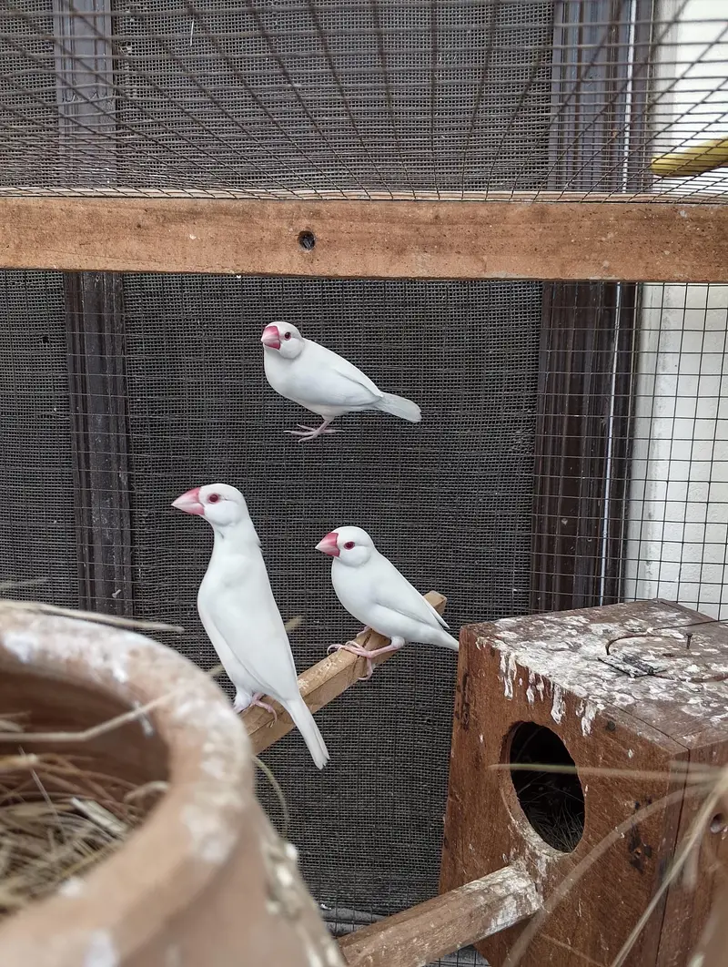 Finches Jawa Breeder pairs
