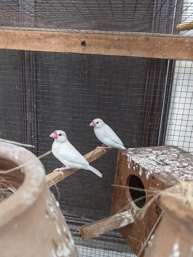 Finches Jawa Breeder pairs — photo 2