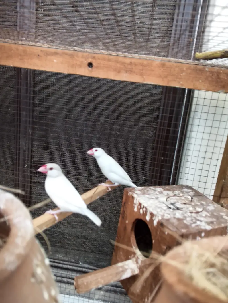 Finches Jawa Breeder pairs — photo 3