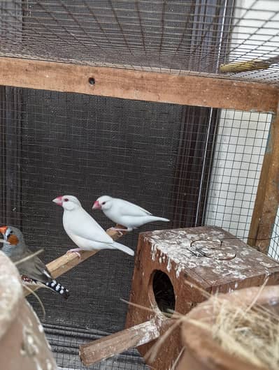 Finches Jawa Breeder pairs