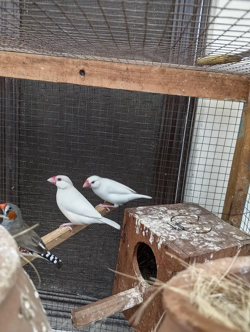 Finches Jawa Breeder pairs — photo 4