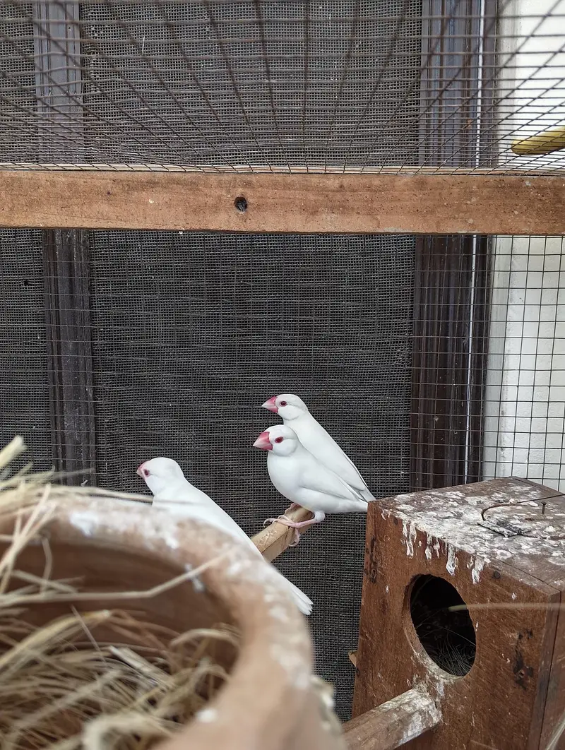 Finches Jawa Breeder pairs — photo 5