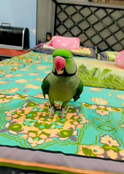 Raw Talking parrot.
