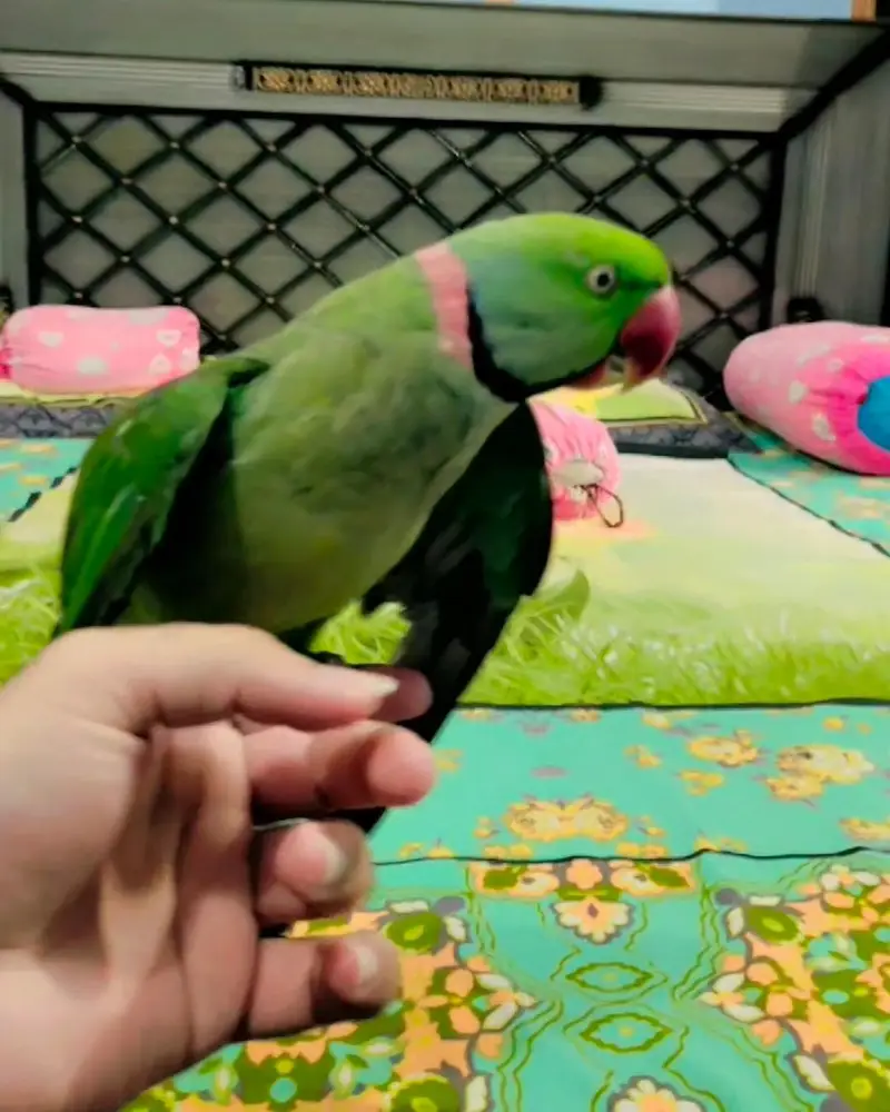 Raw Talking parrot. — photo 2