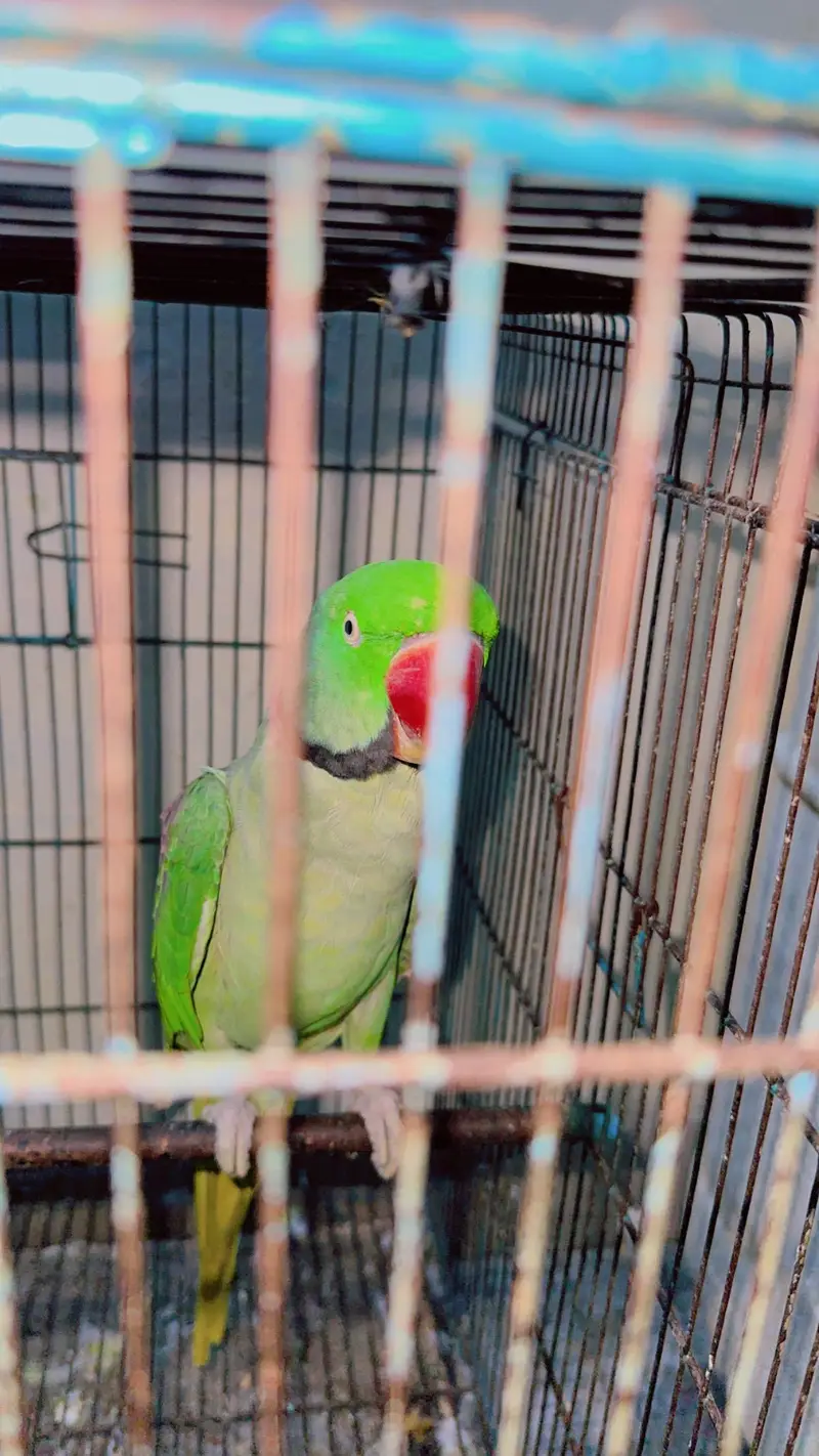 Raw Talking parrot. — photo 3
