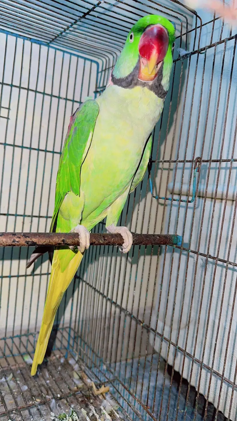 Raw Talking parrot. — photo 4