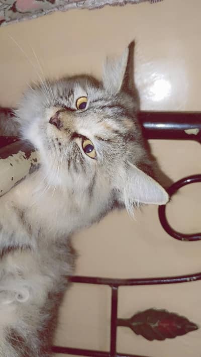 Persian kittens for sale