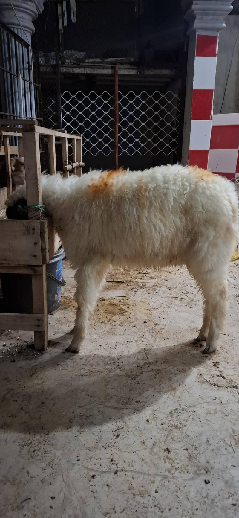 Sheep white 0