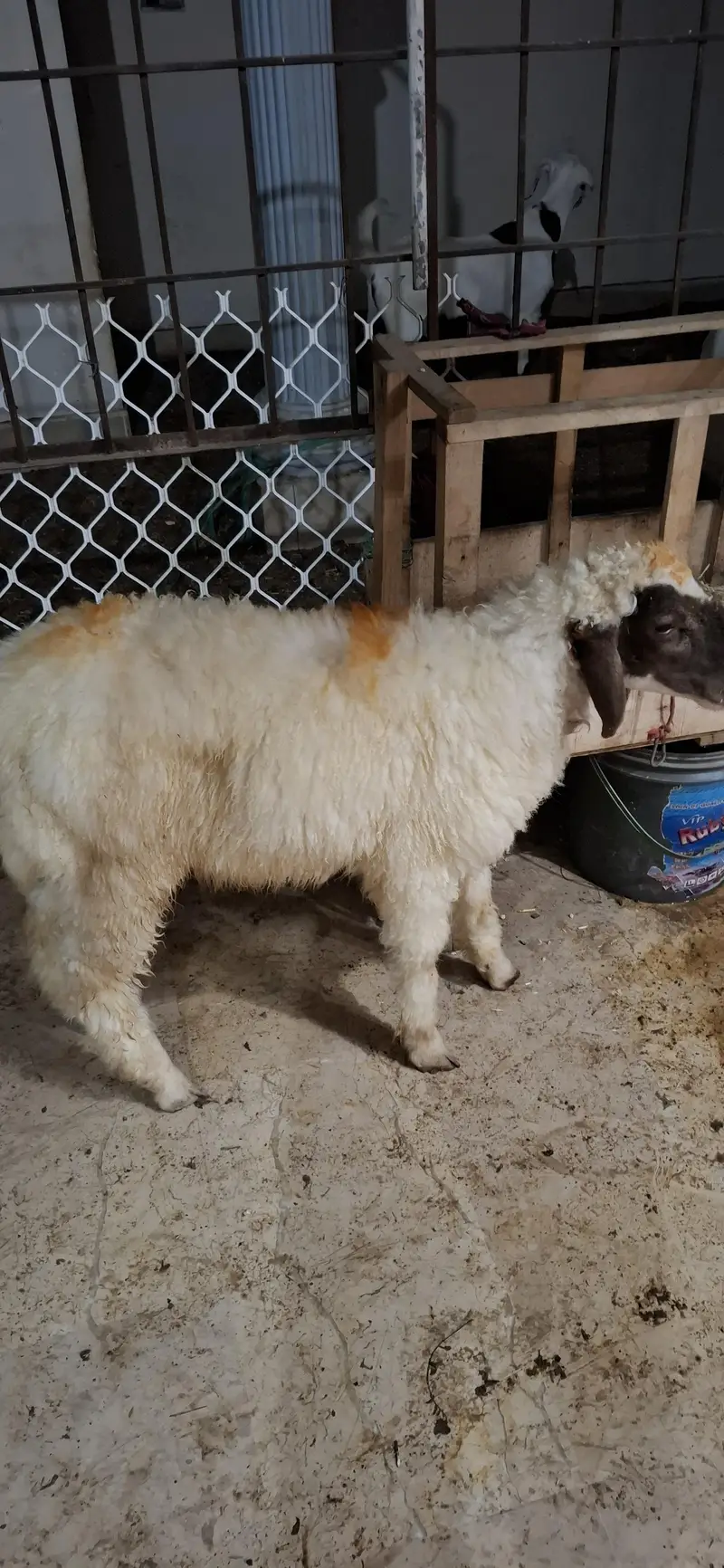 Sheep white — photo 3