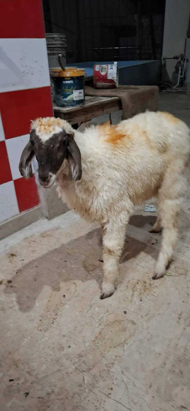 Sheep white — photo 4