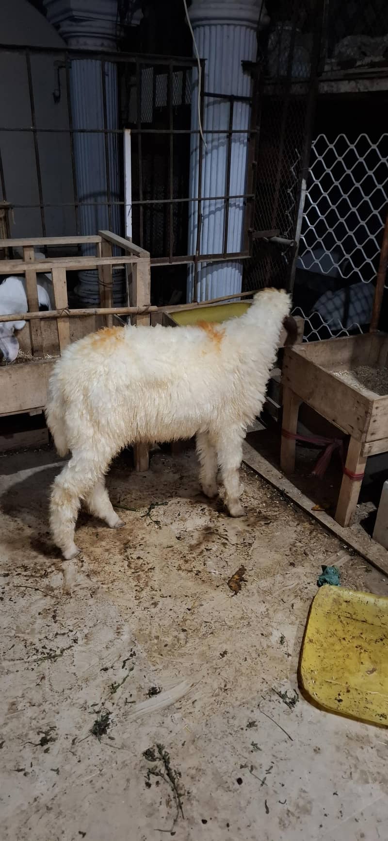 Sheep white 4