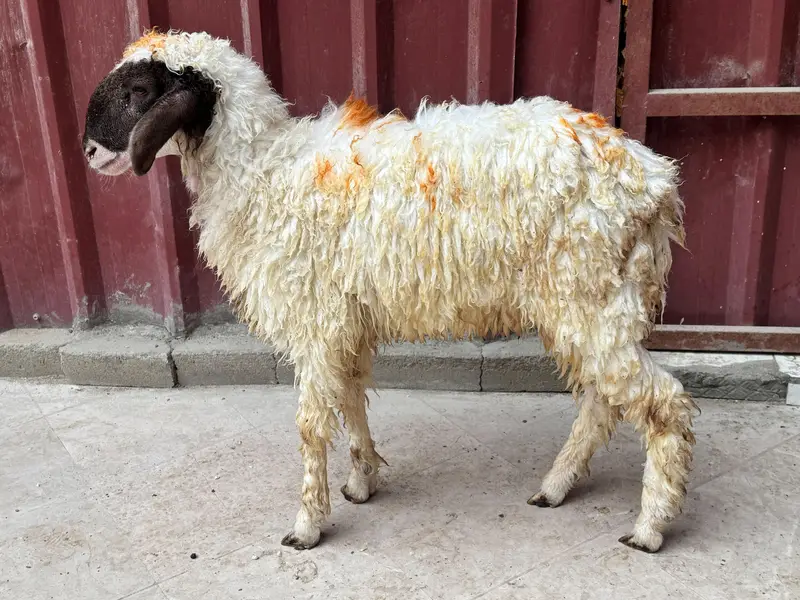 Sheep white — photo 6
