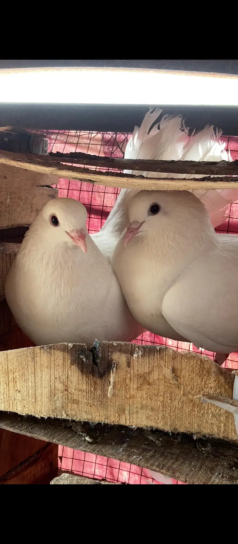 pair fancy pigen