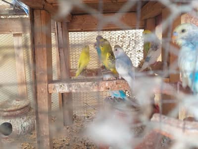 Budgies / Australian for SALE!
