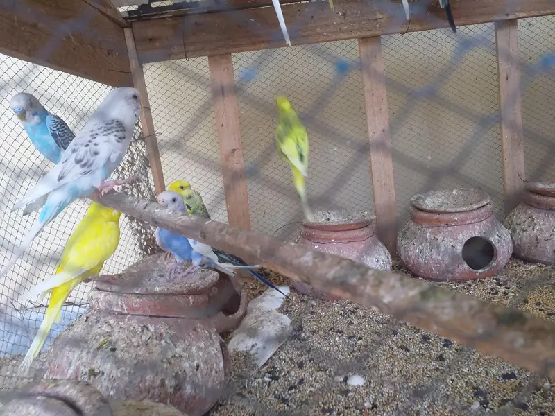 Budgies / Australian for SALE! — photo 2