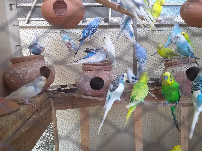 Budgies / Australian for SALE! — photo 3