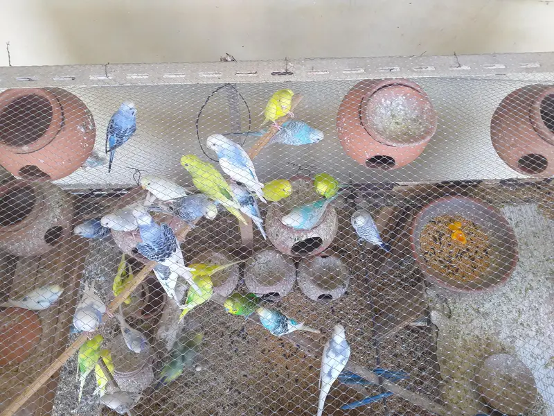 Budgies / Australian for SALE! — photo 4