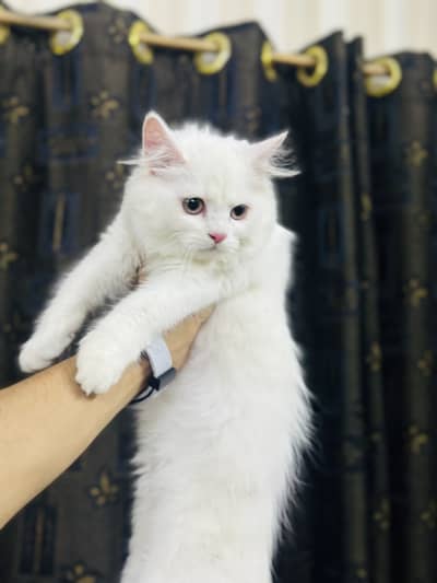 Persion kitten