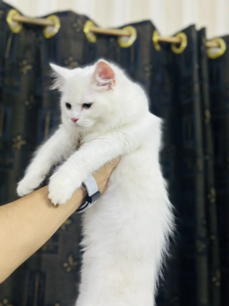 Persion kitten — photo 2
