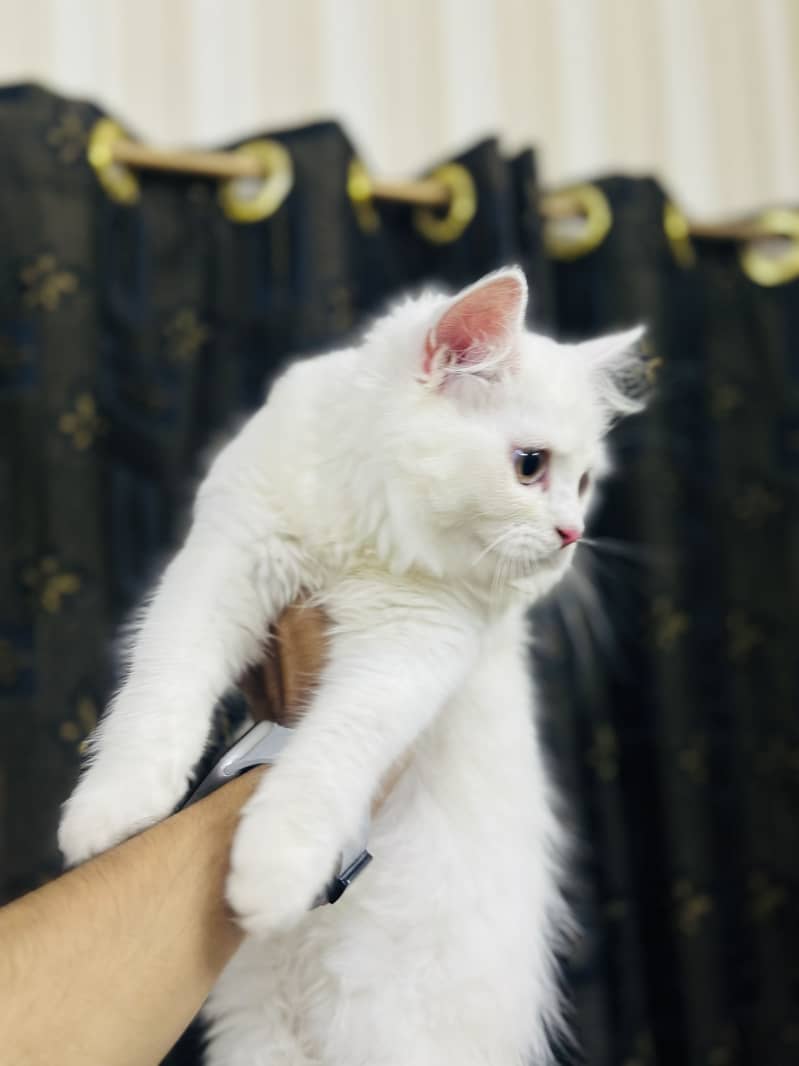 Persion kitten 2