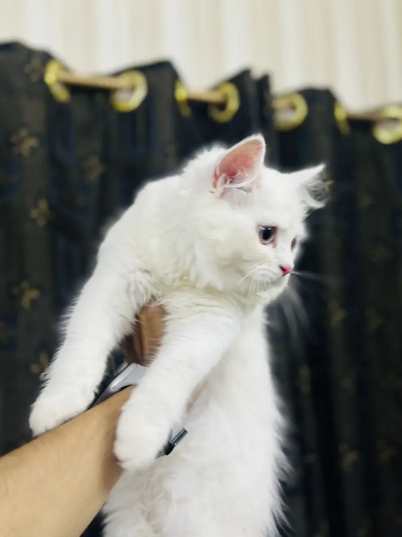 Persion kitten — photo 3