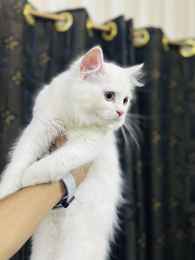 Persion kitten 3