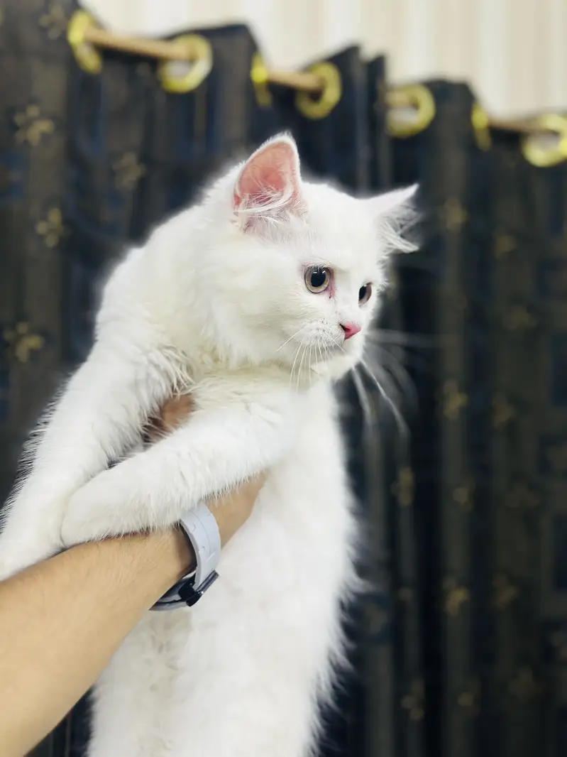 Persion kitten — photo 4