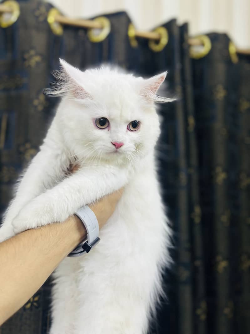 Persion kitten 4